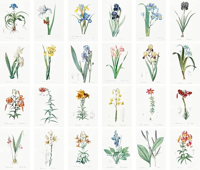 PIXILUV Vintage Postcards (24 pcs 4"x6" each) Iris Lillies Vintage Botannical Books Illustrations by Redoute Retro Notecards Greeting Card Reprint
