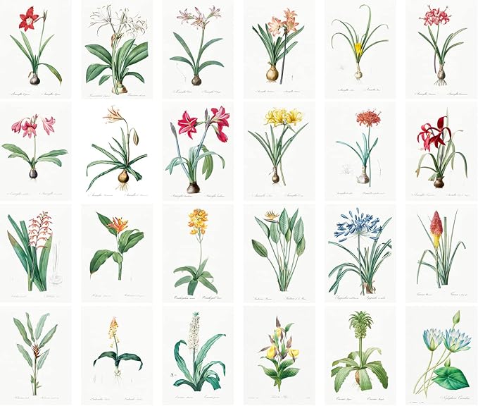 PIXILUV Vintage Postcards (24 pcs 4"x6" each) Amaryllis and Greenhose Flowers Vintage Botannical Books Illustrations by Redoute Retro Notecards Greeting Card Reprint