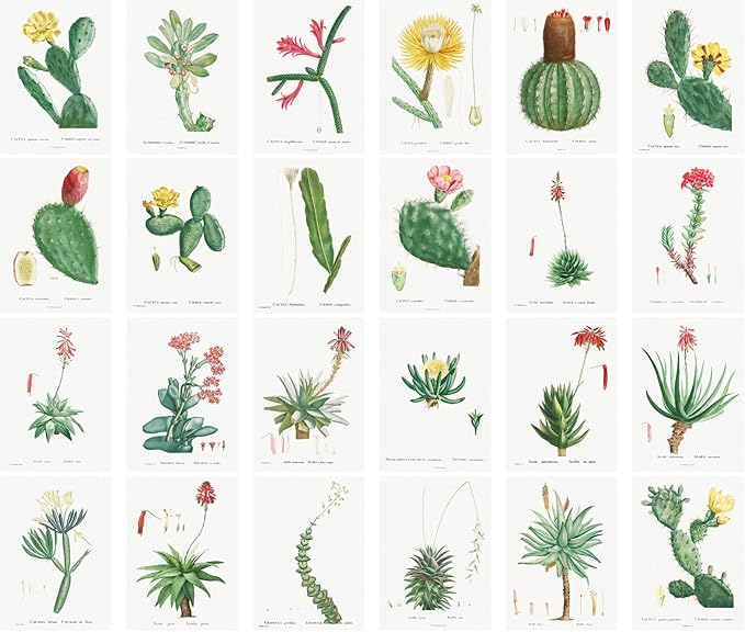 PIXILUV Vintage Postcards (24 pcs 4"x6" each) Cactus and Succulents Vintage Botannical Books Illustrations by Redoute Retro Notecards Greeting Card Reprint