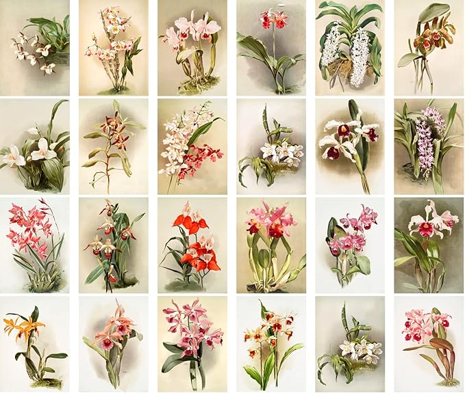 PIXILUV Vintage Postcards (24 pcs 4"x6" each) Fantastic Orchid Flowers Antique Botannical Book Illustration Vintage Notecards Retro Greeting Card Reprint