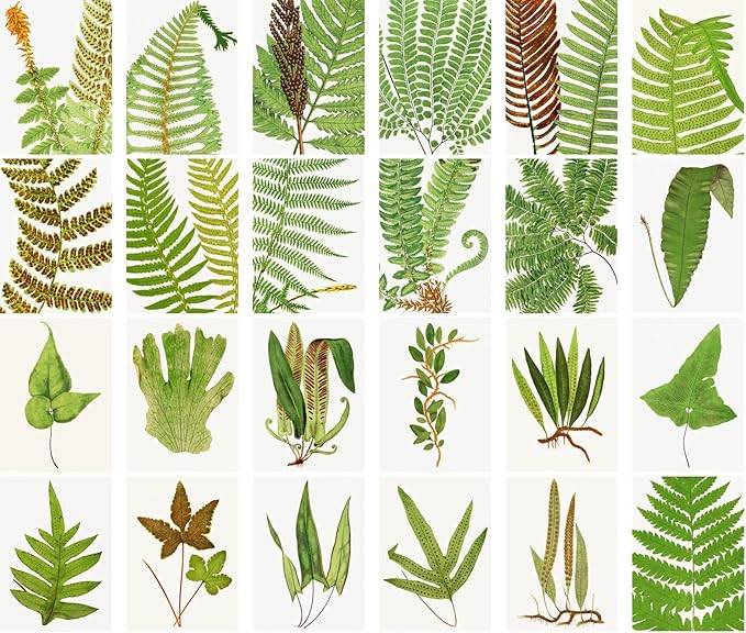 PIXILUV Vintage Postcards (24 pcs 4"x6" each) Fern Leaves Antique Botannical Book Illustration Vintage Notecards Retro Greeting Card Reprint