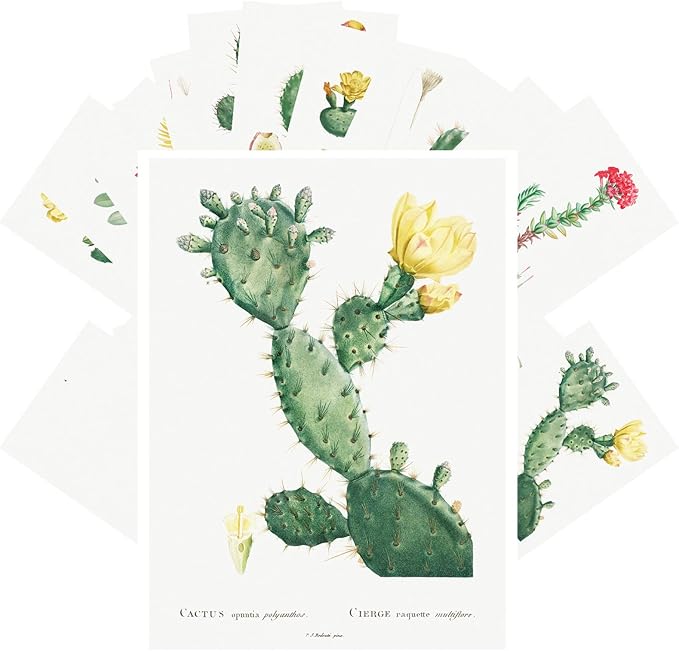 PIXILUV Vintage Postcards (24 pcs 4"x6" each) Cactus and Succulents Vintage Botannical Books Illustrations by Redoute Retro Notecards Greeting Card Reprint