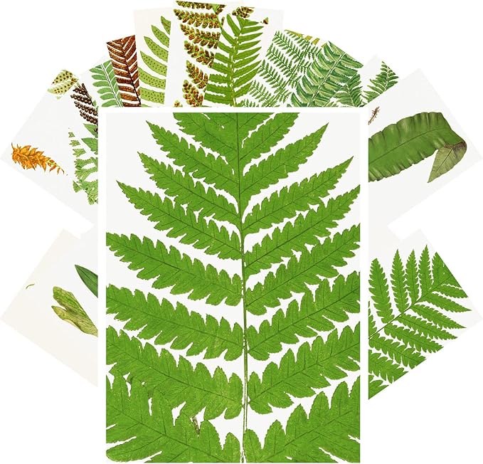 PIXILUV Vintage Postcards (24 pcs 4"x6" each) Fern Leaves Antique Botannical Book Illustration Vintage Notecards Retro Greeting Card Reprint